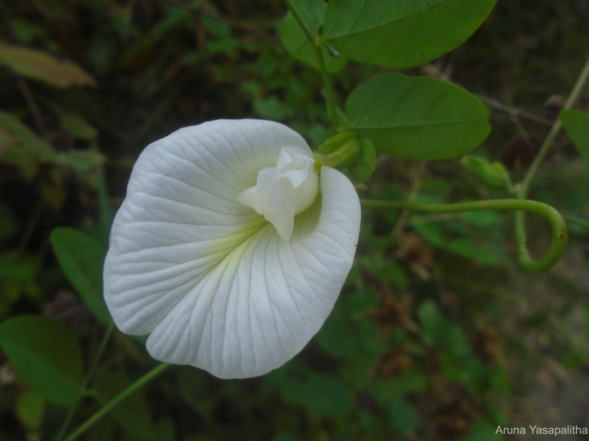 Clitoria ternatea L.